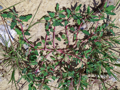 Oxybasis glauca
