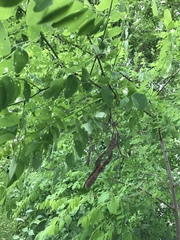 Robinia pseudoacacia