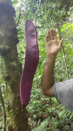 Saraca asoca