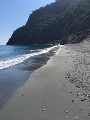 Pyrrhocorax pyrrhocorax docilis