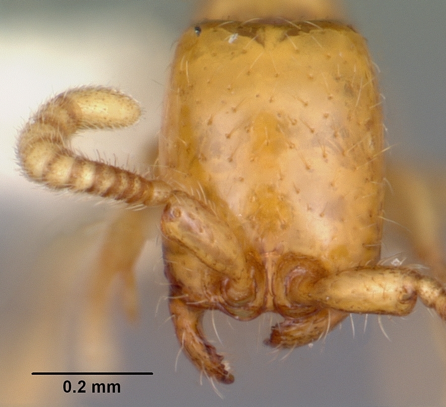 Neivamyrmex pauxillus