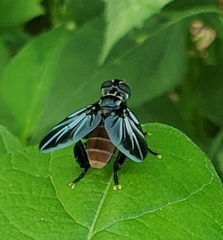 Trichopoda lanipes