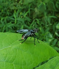 Trichopoda lanipes