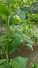 Polygonatum biflorum commutatum
