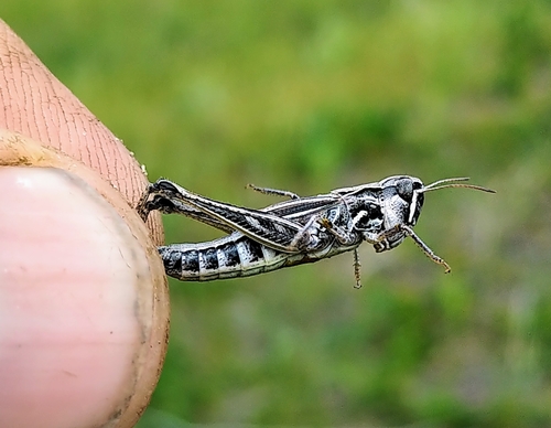 Club Horned Grasshopper Aeropedellus Clavatus · Inaturalist 2164