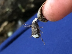 Eurymycter