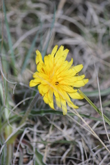 Nothocalais cuspidata