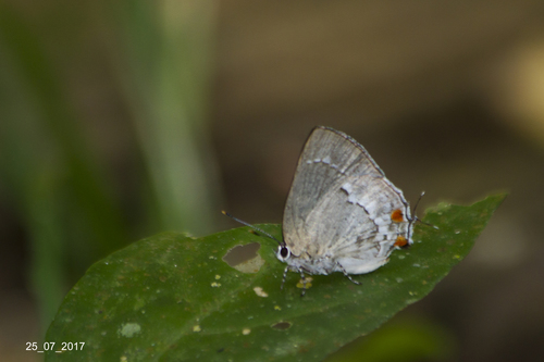 Siderus parvinotus