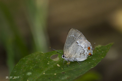 Siderus leucophaeus