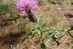 Cirsium repandum