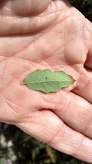 Quercus × acutidens