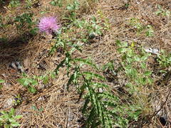 Cirsium repandum