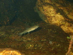 Catostomus