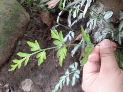 Pteris