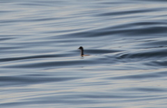 Podiceps nigricollis