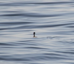 Podiceps nigricollis