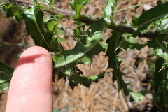 Cirsium repandum