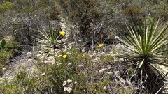 Calochortus weedii