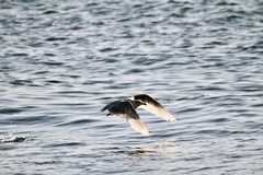 Larus glaucoides