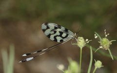 Nemoptera sinuata