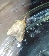 Sparganothis pilleriana