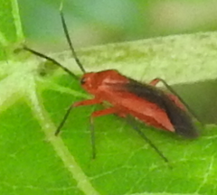 Coccobaphes frontifer