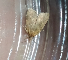 Sparganothis pilleriana