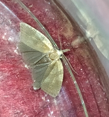 Sparganothis pilleriana