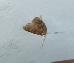 Sparganothis pilleriana