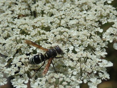 Euodynerus leucomelas