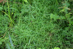 Dichanthelium microcarpon