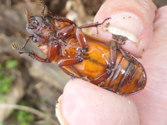 Passalus