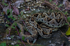 Crotalus tzabcan