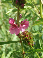 Sidalcea hendersonii