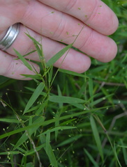 Dichanthelium microcarpon