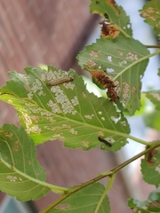 Xanthogaleruca luteola