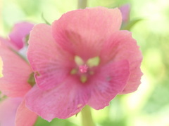 Sidalcea hendersonii