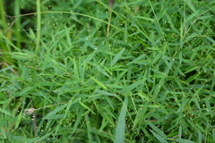 Dichanthelium microcarpon