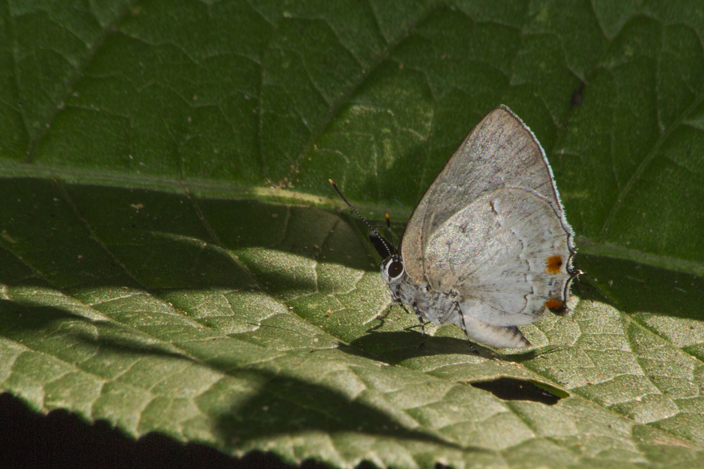 Siderus