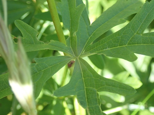 Image of Sidalcea hendersonii by no rights reserved