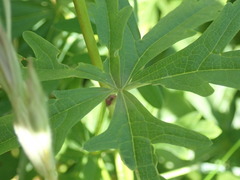 Sidalcea hendersonii