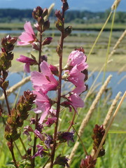 Sidalcea hendersonii