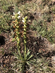 Pedicularis parryi