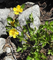 Potentilla flabellifolia