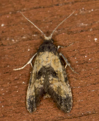Neocochylis dubitana