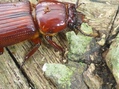 Passalus