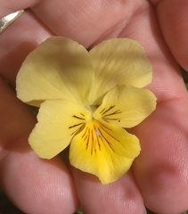 Viola lutea sudetica