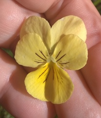 Viola lutea sudetica