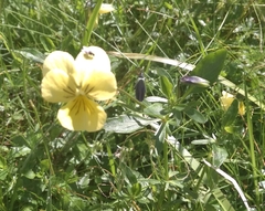 Viola lutea sudetica