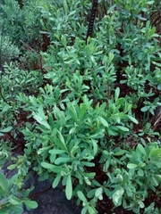 Myrica gale tomentosa